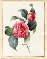 Camélia, 1827